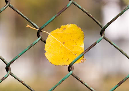 dry foliage on mesh fence background.の写真素材