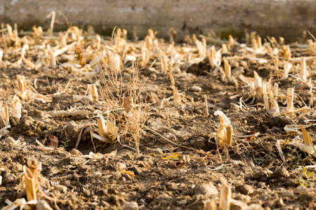 Corn stubble field on cornの写真素材