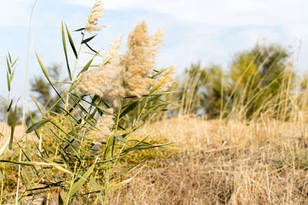 Beautiful serene waving reed in the sunlightの写真素材