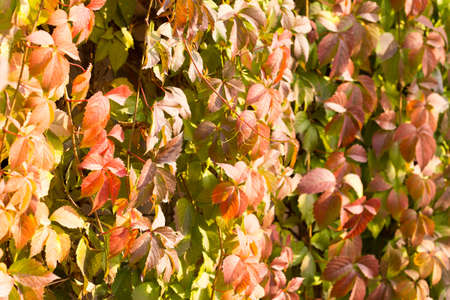 Parthenocissus background.の写真素材