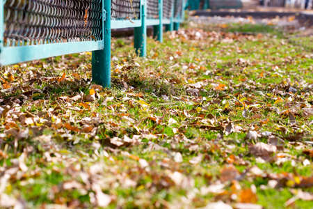 background of autumn leaves at the chain-link fence. colorful fall leaves are illuminated by sunlight and lying at the fenceの写真素材