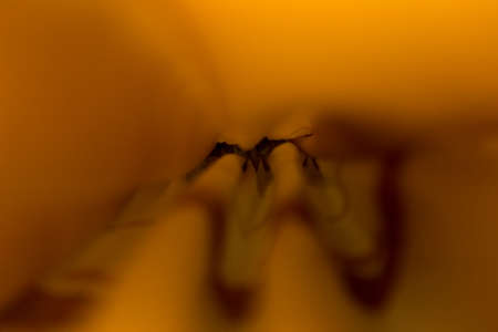 yellow curtainsの写真素材
