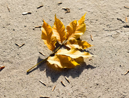 yellow leaves of trees in autumnの写真素材