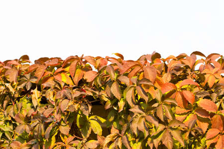 Parthenocissus background.の写真素材
