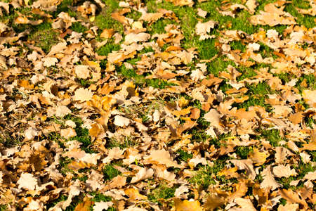 Colorful autumn leavesの写真素材