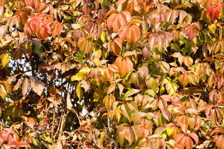 Parthenocissus background.の写真素材
