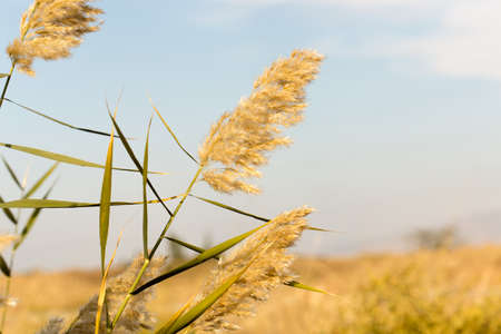 Beautiful serene waving reed in the sunlightの写真素材