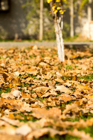 Colorful autumn leavesの写真素材