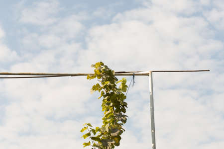 grape leaves against the skyの写真素材