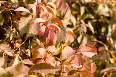 Parthenocissus background.の写真素材