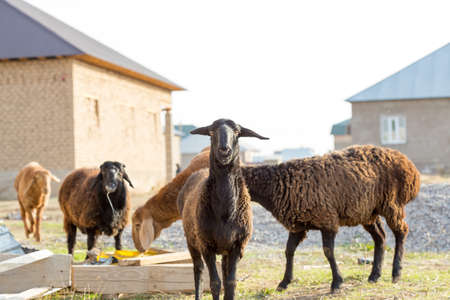 flock of sheep on green grassの写真素材
