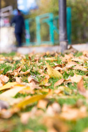 Colorful autumn leavesの写真素材