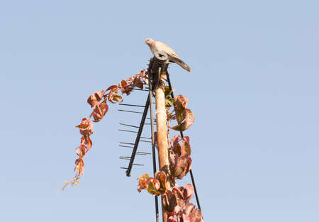 pigeon sitting on the antenna that is covered with the leaves of the maiden grapesの写真素材