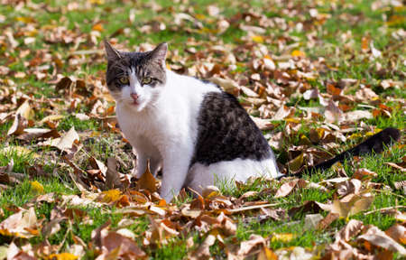 Cat in an autumn park. Cat sitting on the leavesの写真素材