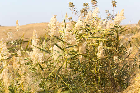Beautiful serene waving reed in the sunlightの写真素材