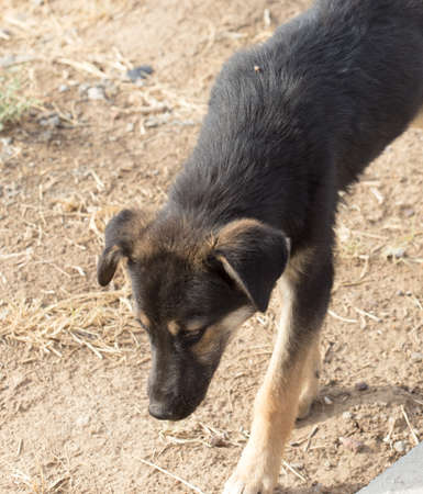 abandoned dogの写真素材