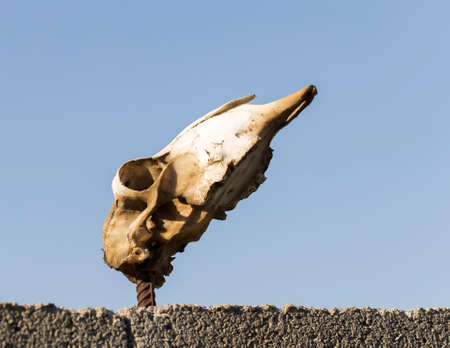 The bones of the ram's head hanging on the fence, the national Central Asian traditionの写真素材