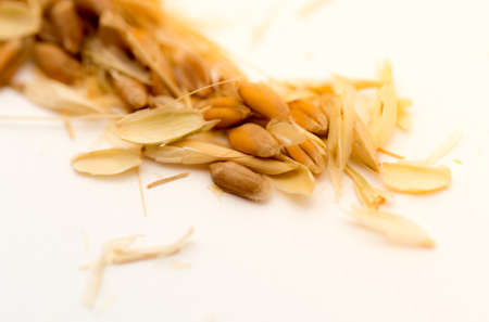 macro wheat seedsの写真素材