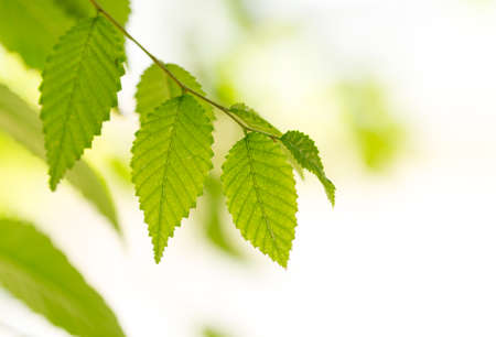 Background of green tree leaves