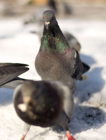 Pigeons in snowの写真素材