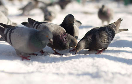 dove in the snow in search of foodの写真素材