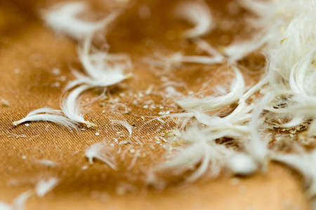 Fluff on clothの写真素材