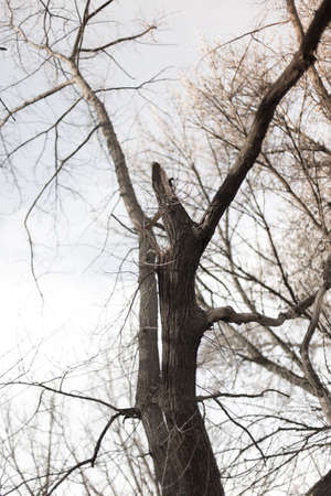 shriveled treeの写真素材