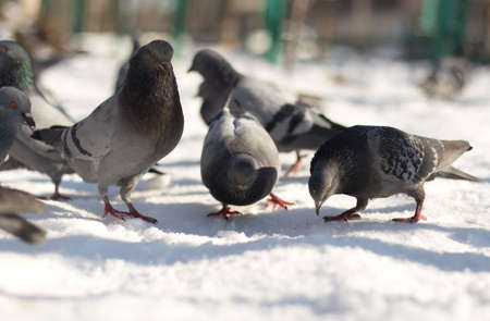 dove in the snow in search of foodの写真素材