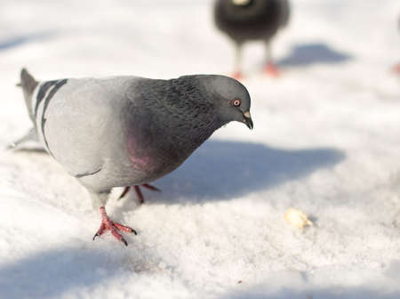 Pigeons in snowの写真素材