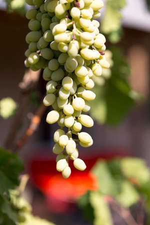 Hanging grapesの写真素材