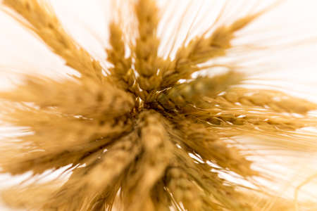 wheat on a white background