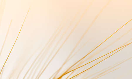 wheat macroの写真素材