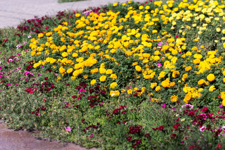 Beautiful yellow flowers adorning the cityの写真素材