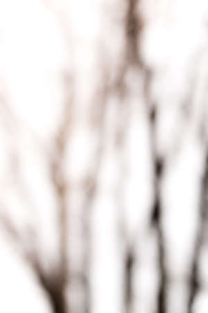 trees on a blurred backgroundの写真素材