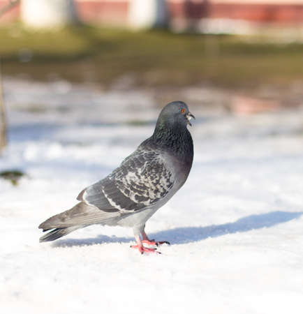 background, snow, blue, white, isolated, beautiful, park, nature, color, blue, black, symbol, day, close, winter, city, bird, wing, feather, beauty, portrait, close-up, naturalの写真素材