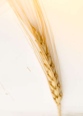 wheat macro