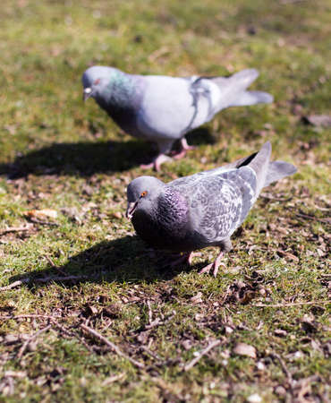 pigeons looking for foodの写真素材