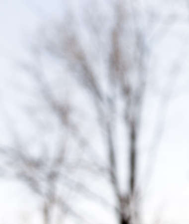 trees on a blurred backgroundの写真素材