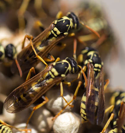 Wasp on the aspenの写真素材