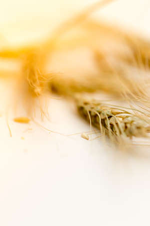 wheat macroの写真素材