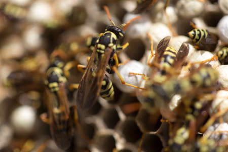 Wasp on the aspenの写真素材