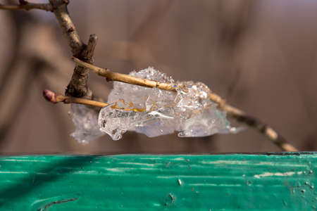 ice on the tips of the tree close-upの写真素材