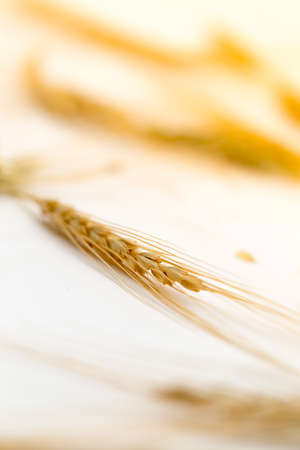 wheat macroの写真素材