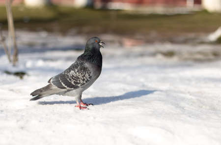 pigeons in snowの写真素材