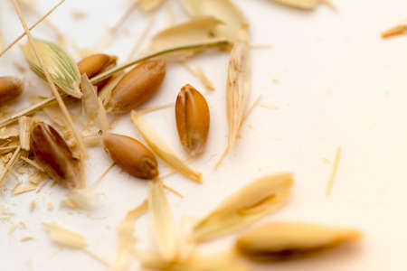 macro wheat seedsの写真素材