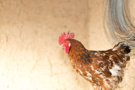 domesticated hen in a cageの写真素材