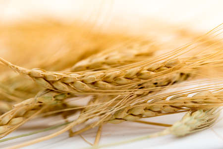 wheat on a white backgroundの写真素材