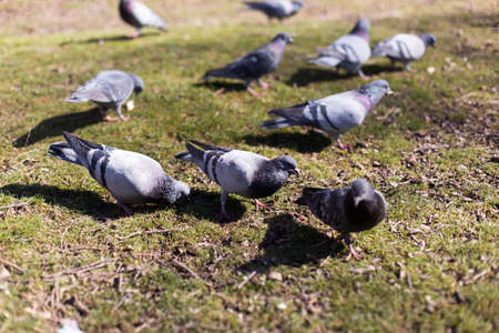 pigeons looking for foodの写真素材