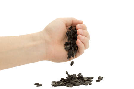 sunflower seeds in handsの写真素材