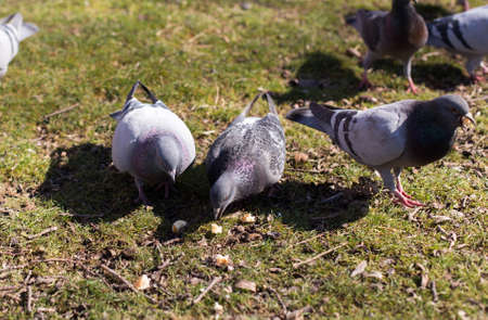 pigeons looking for foodの写真素材